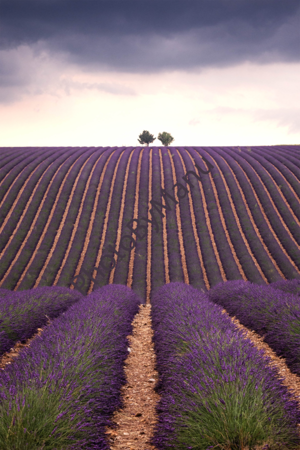Odeur de Provence – Image 4